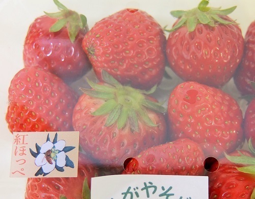 いちご酵母1043.jpg
