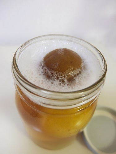 梅酵母1438.jpg