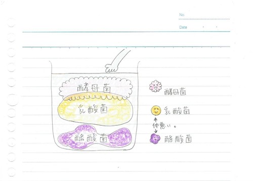 糠床の菌の図.jpeg